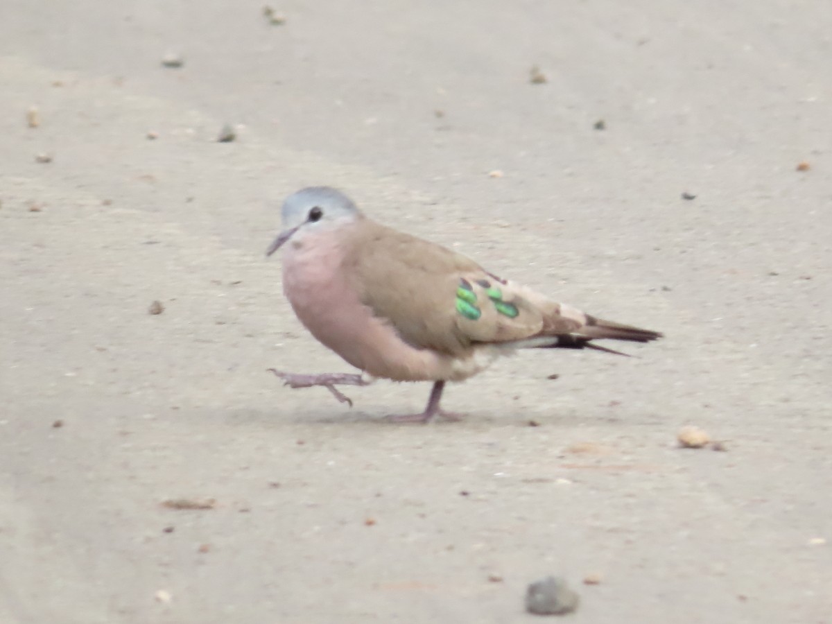 Emerald-spotted Wood-Dove - ML612116541