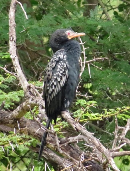 Long-tailed Cormorant - ML612116570