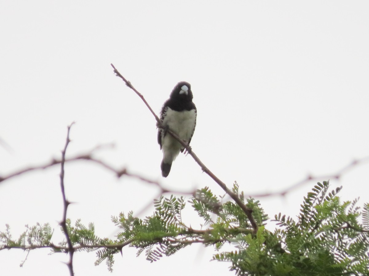 Black-and-white Mannikin (Red-backed) - ML612116571