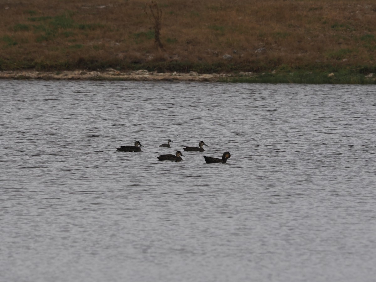 Pacific Black Duck - ML612116579