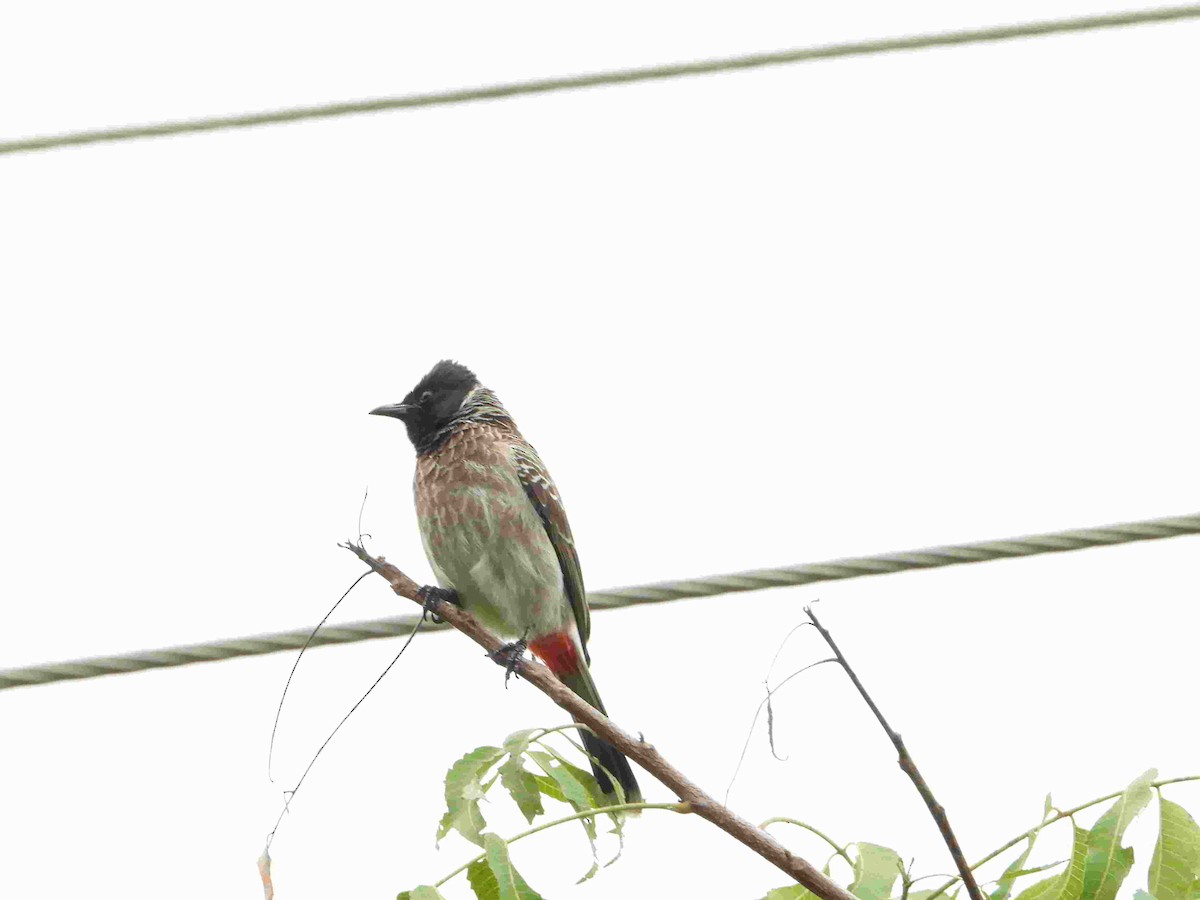 Bulbul à ventre rouge - ML612116585