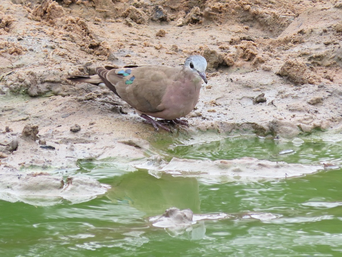 Emerald-spotted Wood-Dove - ML612116595