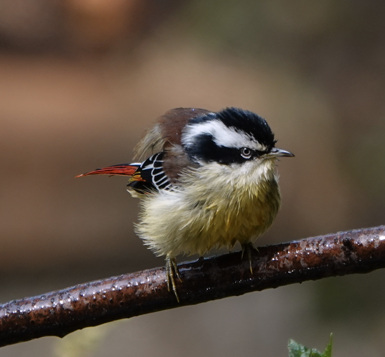 Red-tailed Minla - ML612116602