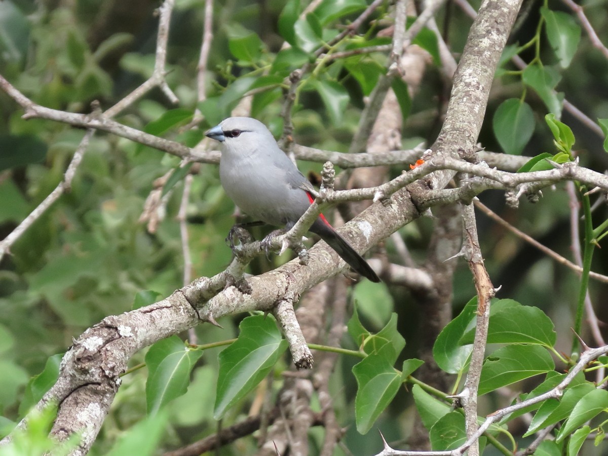 Black-tailed Waxbill - ML612116662