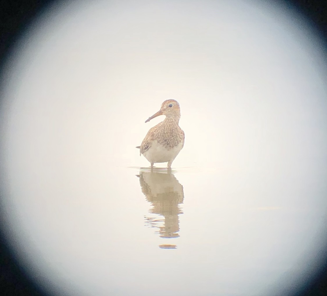 Graubrust-Strandläufer - ML612116667