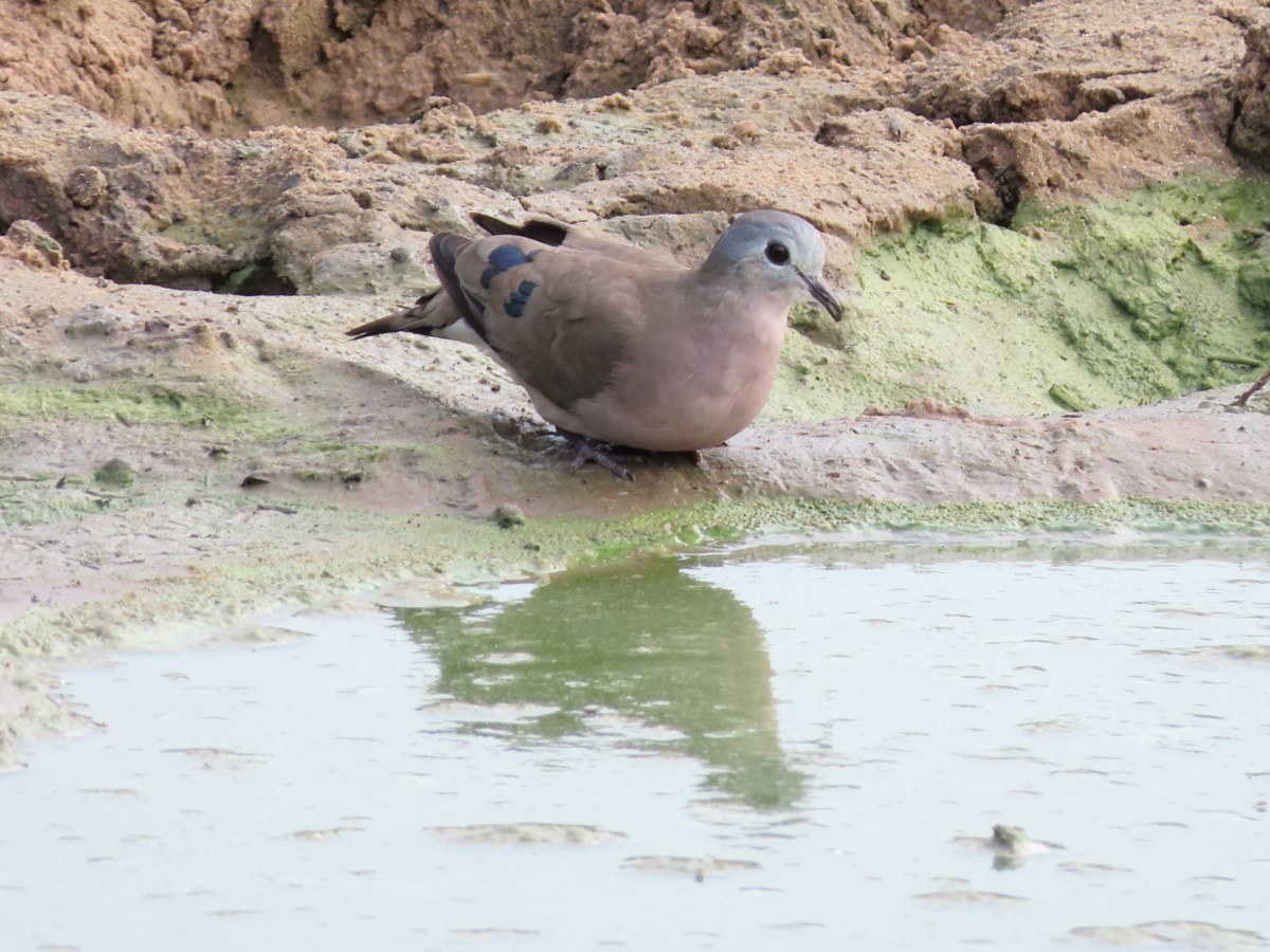 Emerald-spotted Wood-Dove - ML612116703