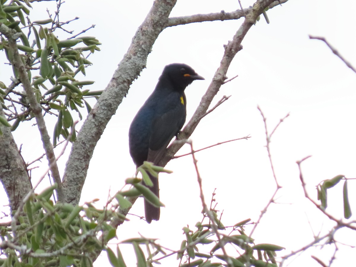 Black Cuckooshrike - ML612116894