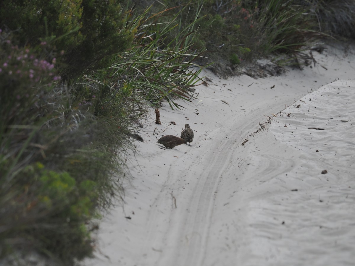 Brown Quail - Tony Richards