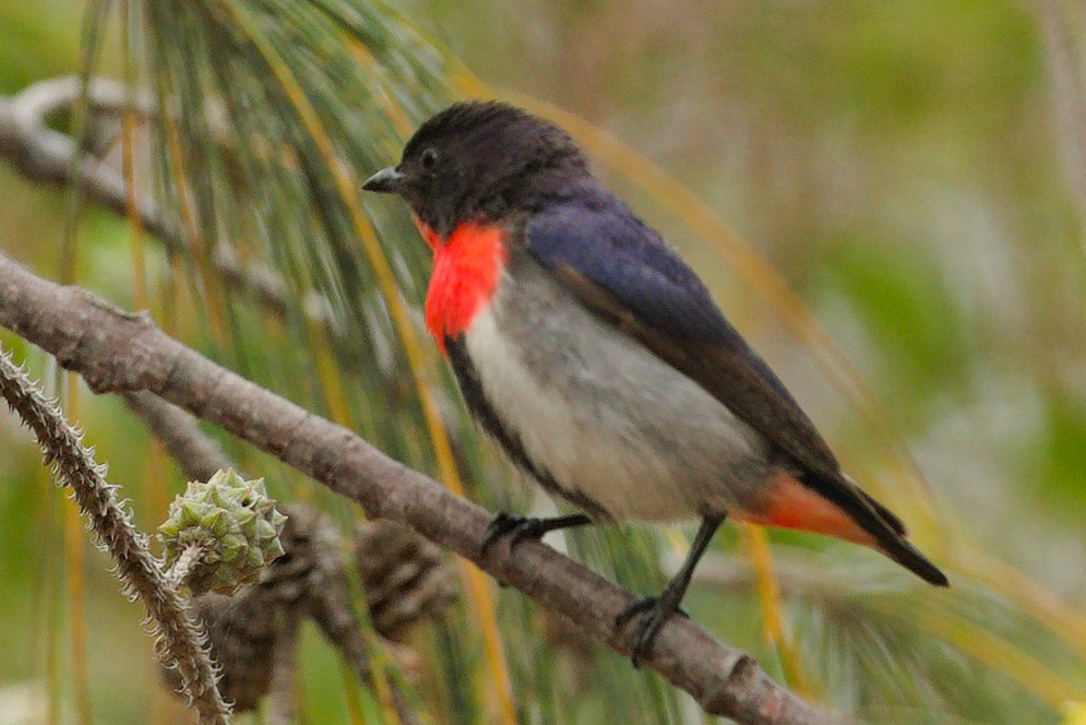 Mistletoebird - ML612116948