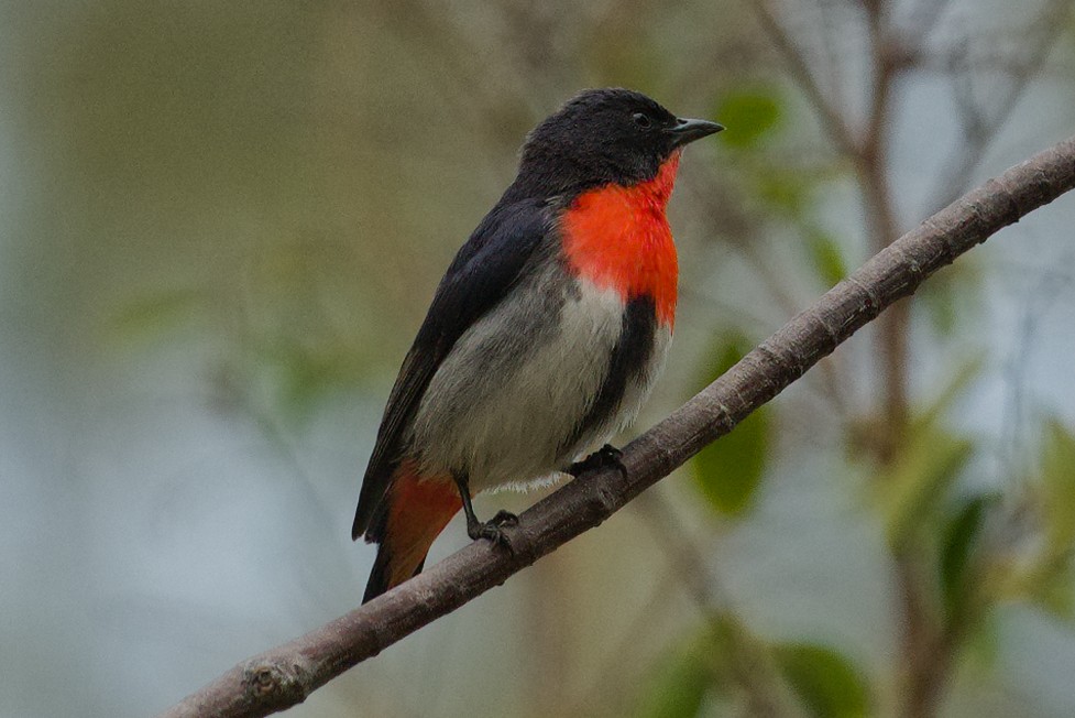 Mistletoebird - ML612116949