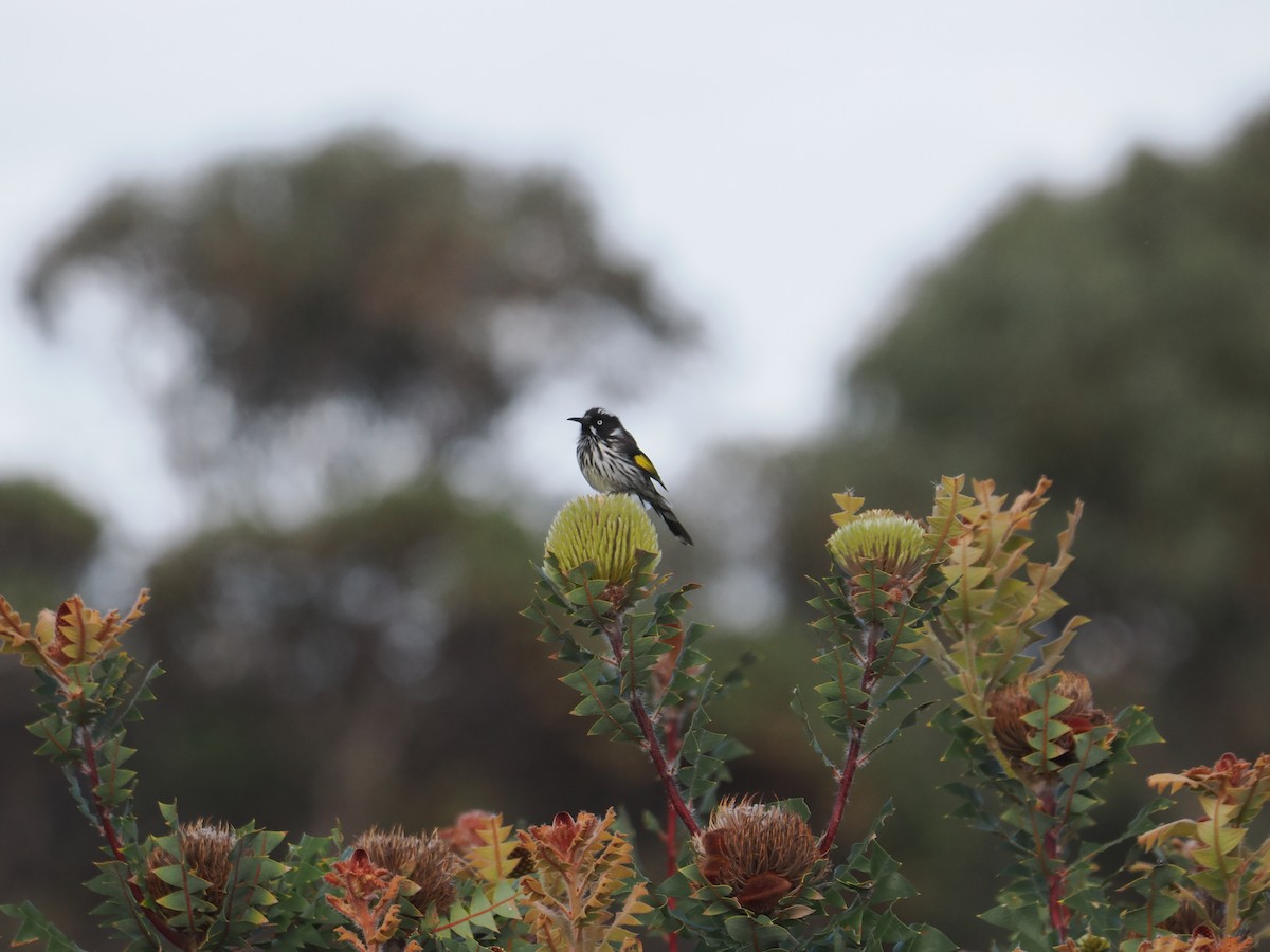 New Holland Honeyeater - ML612116955