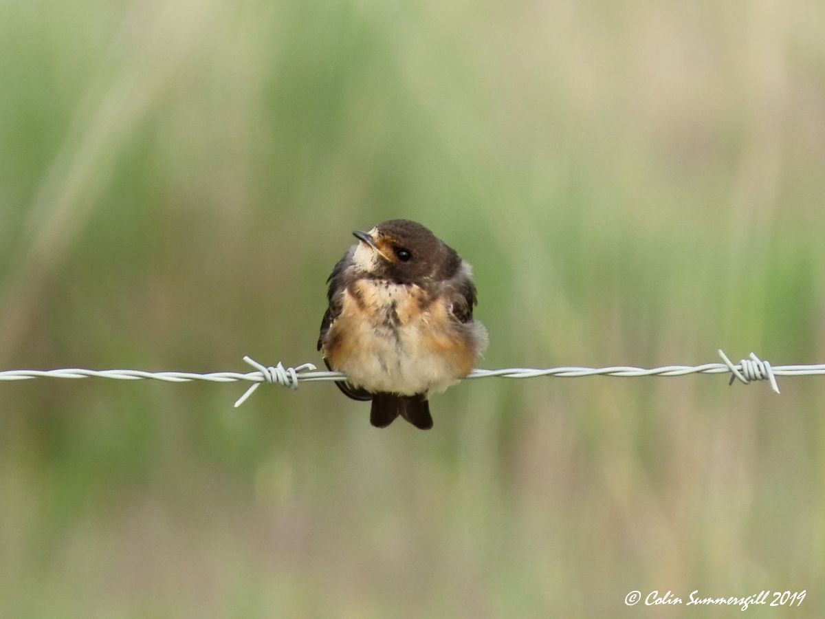 South African Swallow - ML612117067