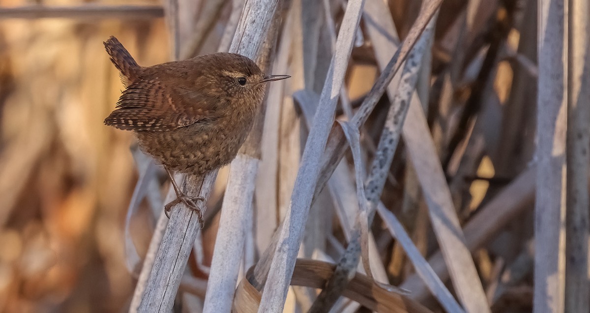 Pacific Wren - Lon Baumgardt