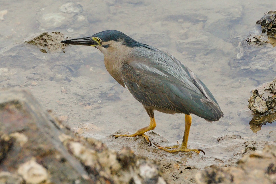 Striated Heron - ML612117096