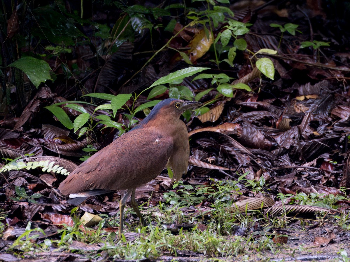 Malayan Night Heron - ML612117126