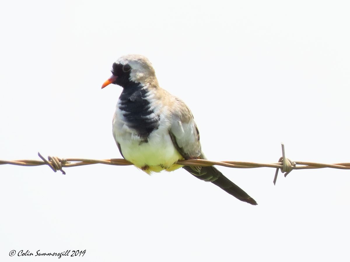 Namaqua Dove - ML612117177