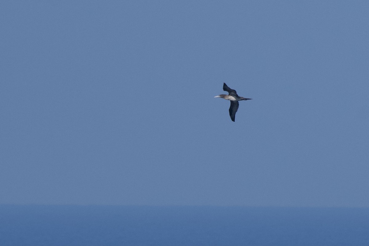 Northern Gannet - ML612117224