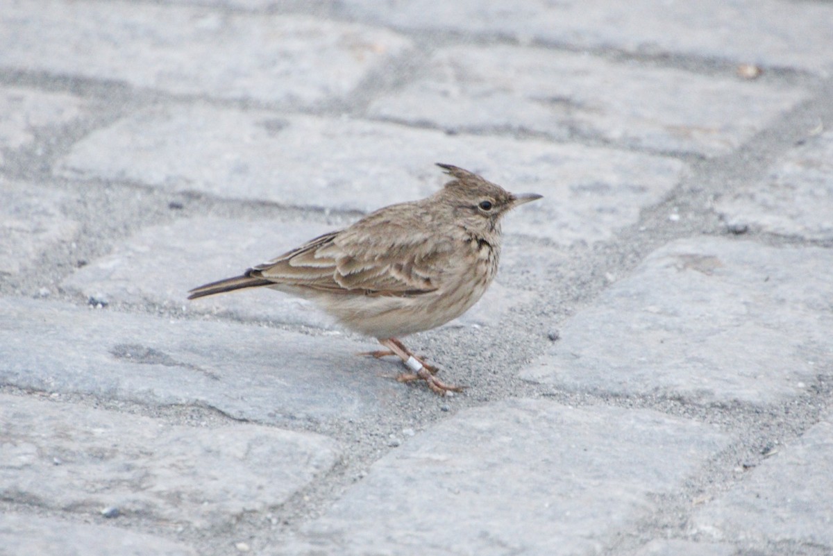 Crested Lark (Crested) - ML612117312