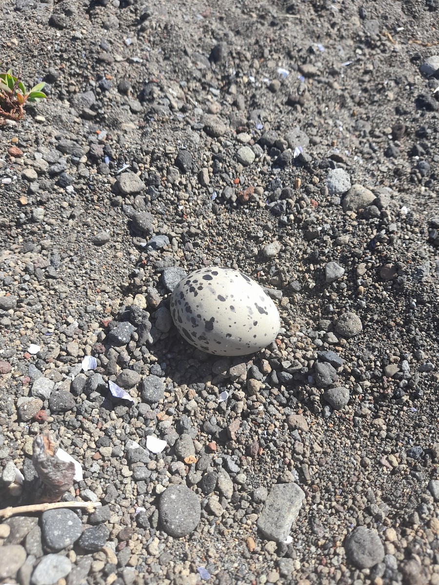 American Oystercatcher - ML612117391