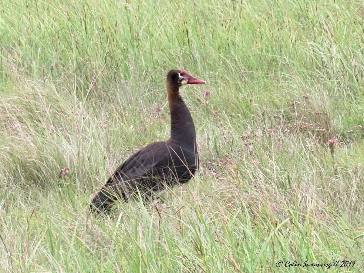 Spur-winged Goose - ML612117443