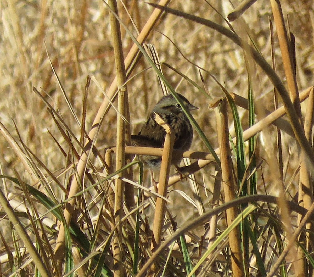 Swamp Sparrow - ML612117562