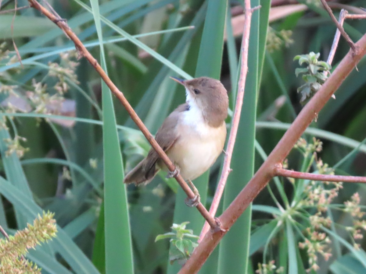 Common Reed Warbler (African) - ML612117609