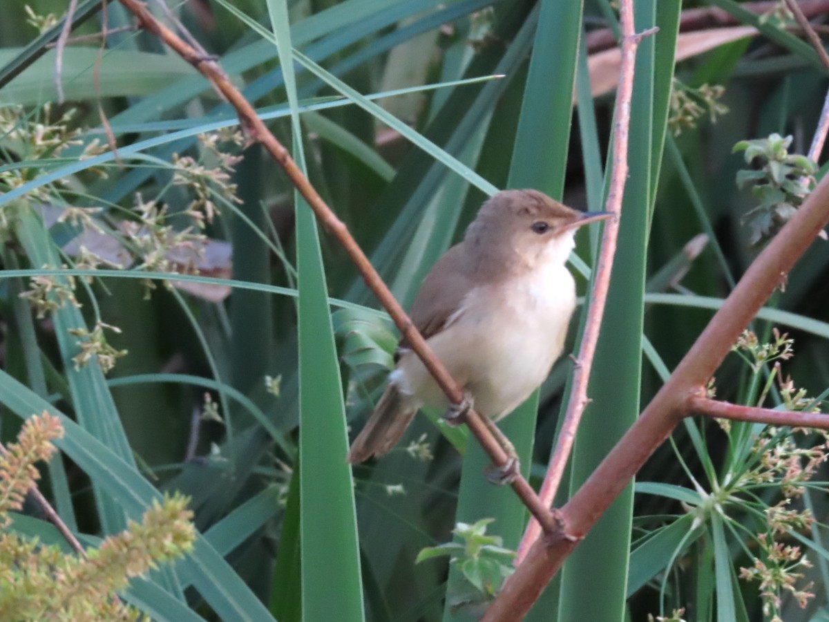 Common Reed Warbler (African) - ML612117613