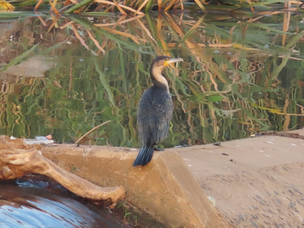 Great Cormorant (White-breasted) - ML612117614