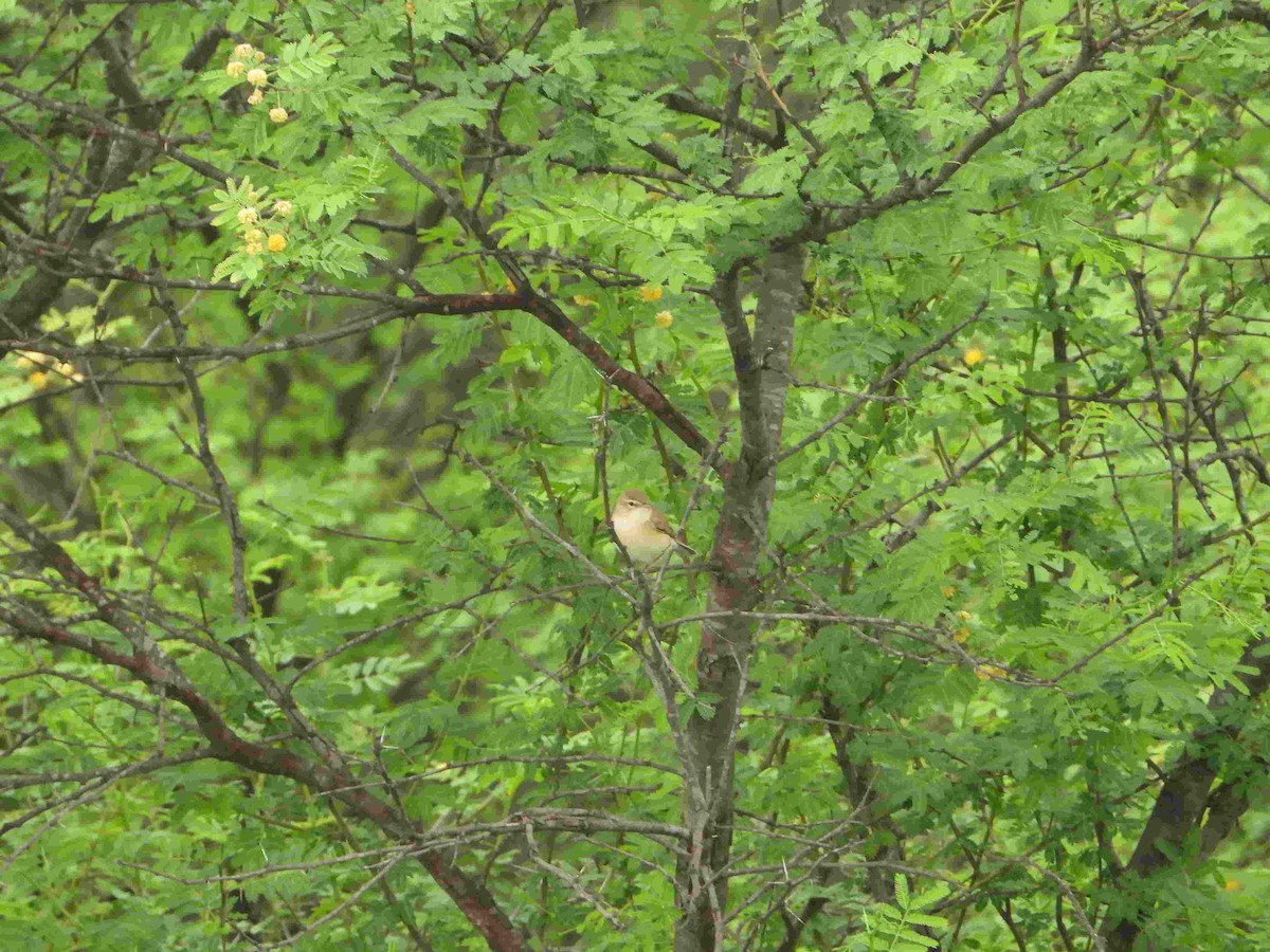 Booted Warbler - Gandhikumar Rangasamudram Kandaswami