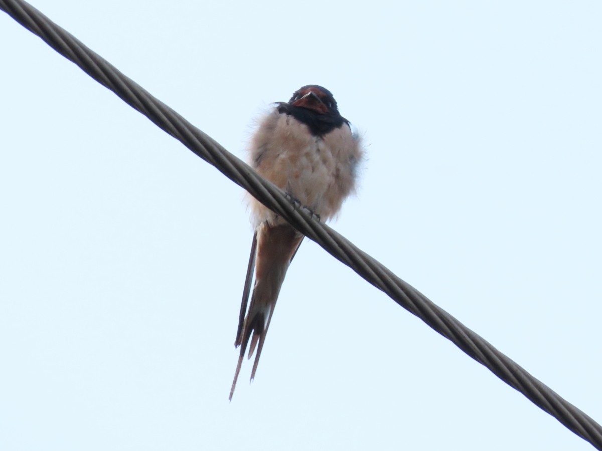 Barn Swallow (White-bellied) - ML612117632