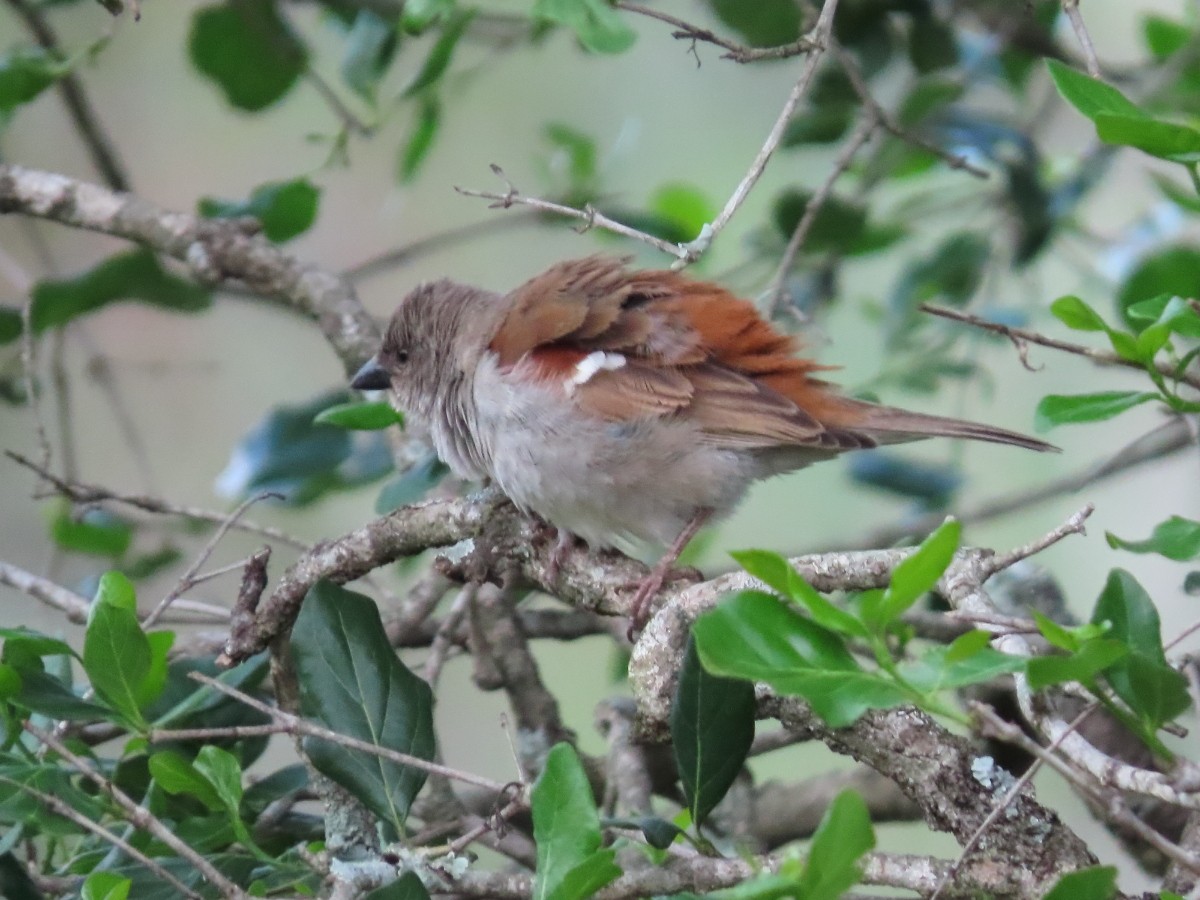 Southern Gray-headed Sparrow - ML612117635