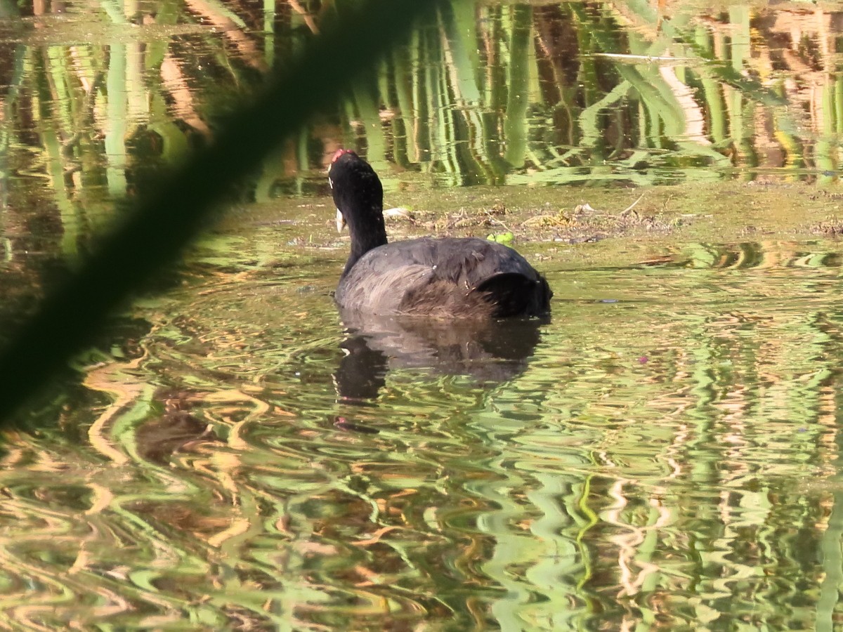 Red-knobbed Coot - ML612117650