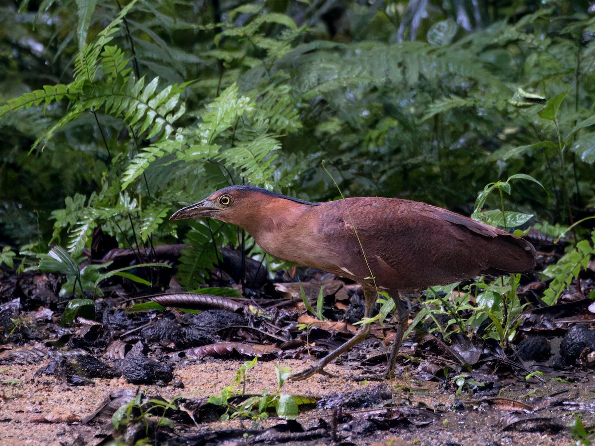 Malayan Night Heron - ML612117686