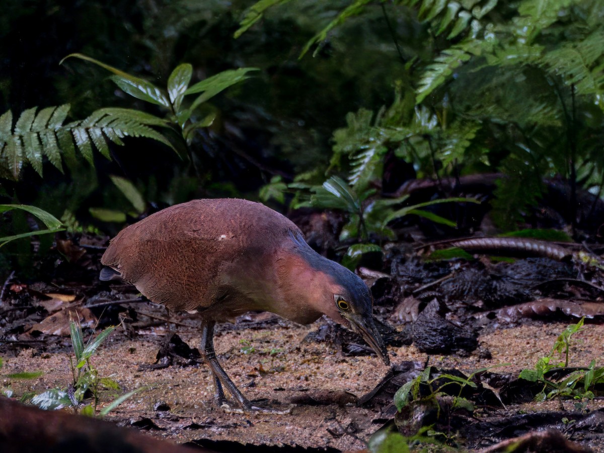 Malayan Night Heron - Evelyn Lee