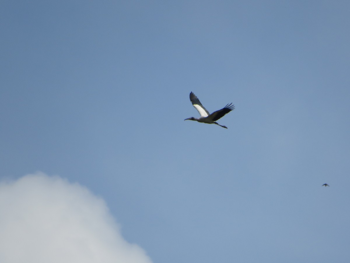 Wood Stork - ML612117703