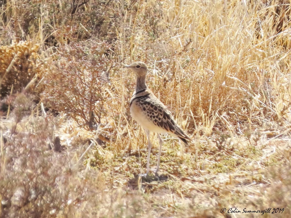 Double-banded Courser - ML612117839