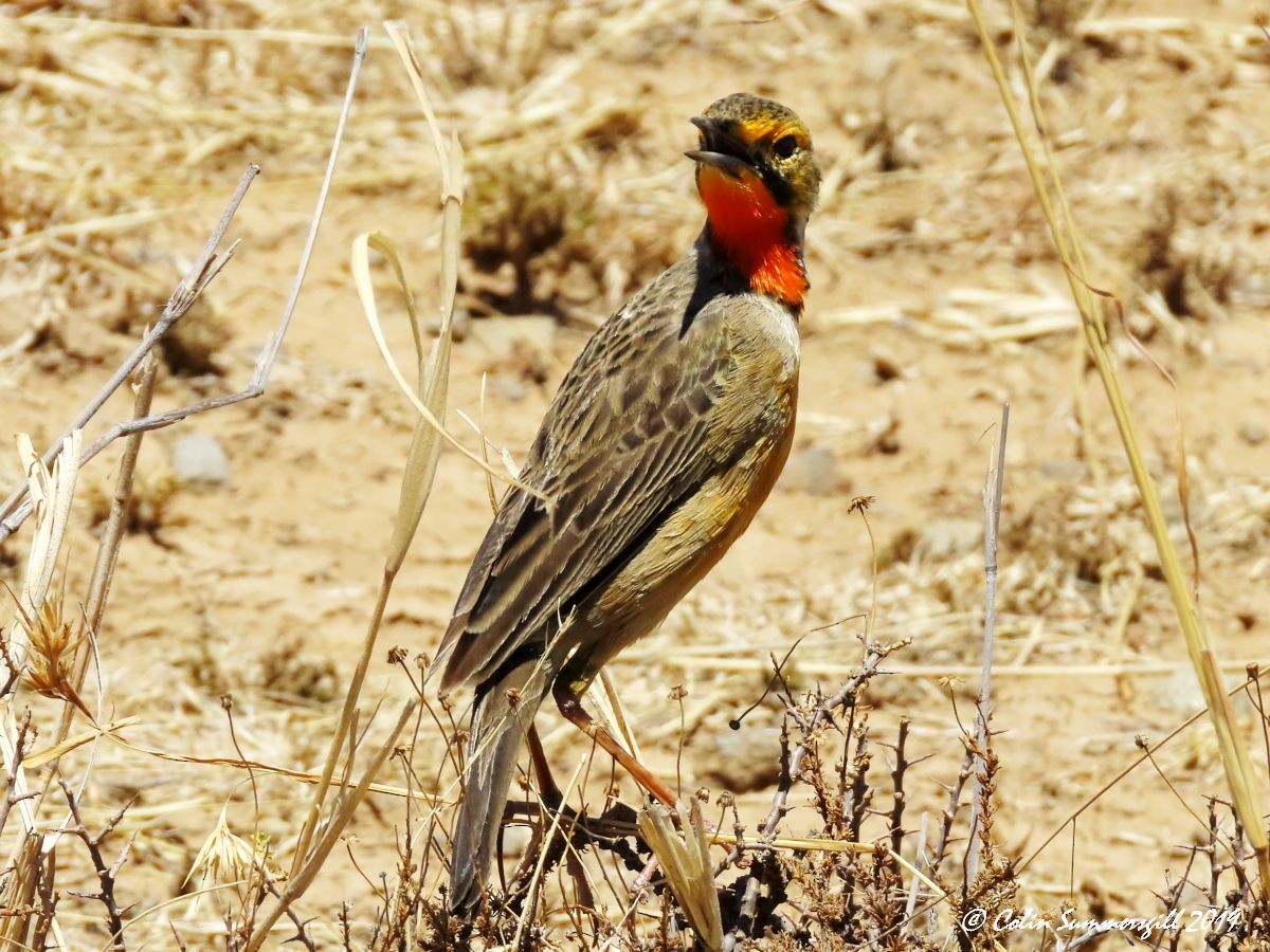 Orange-throated Longclaw - ML612117861