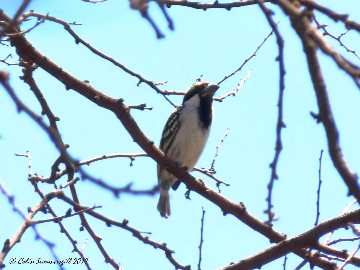 Pied Barbet - ML612117889