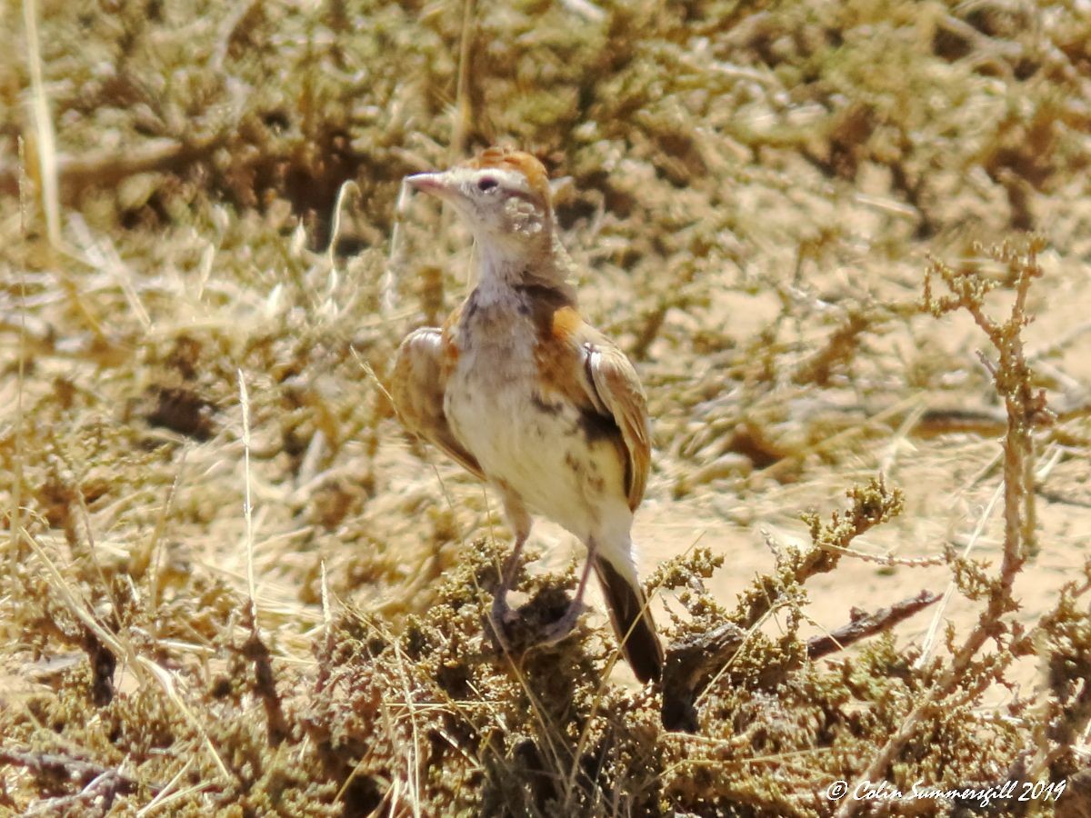 Red-capped Lark - ML612117900