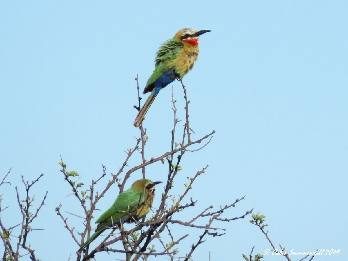 White-fronted Bee-eater - ML612117936