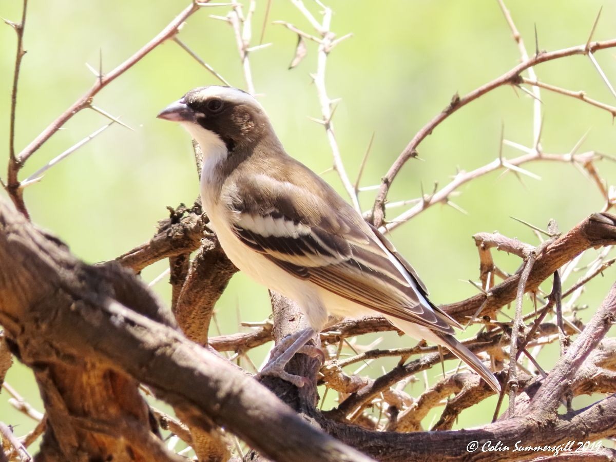 White-browed Sparrow-Weaver - ML612117946
