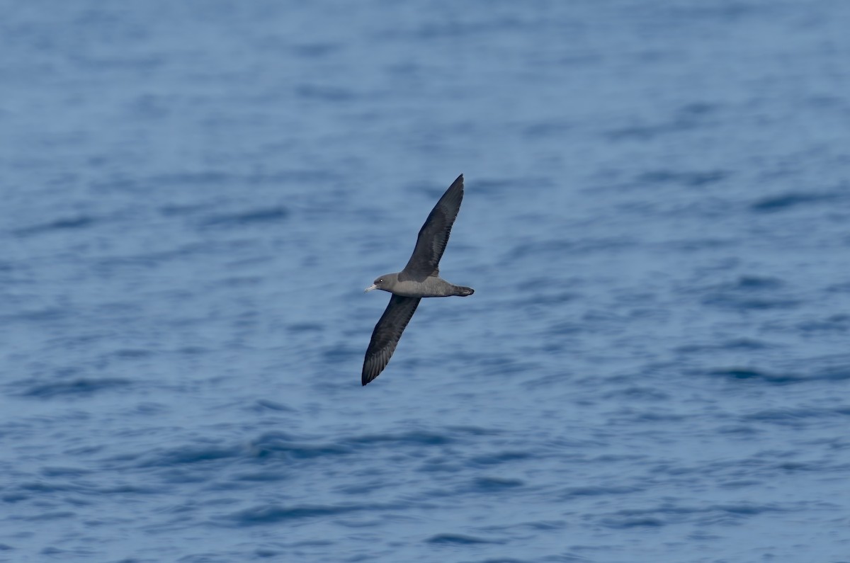 Flesh-footed Shearwater - ML612118070