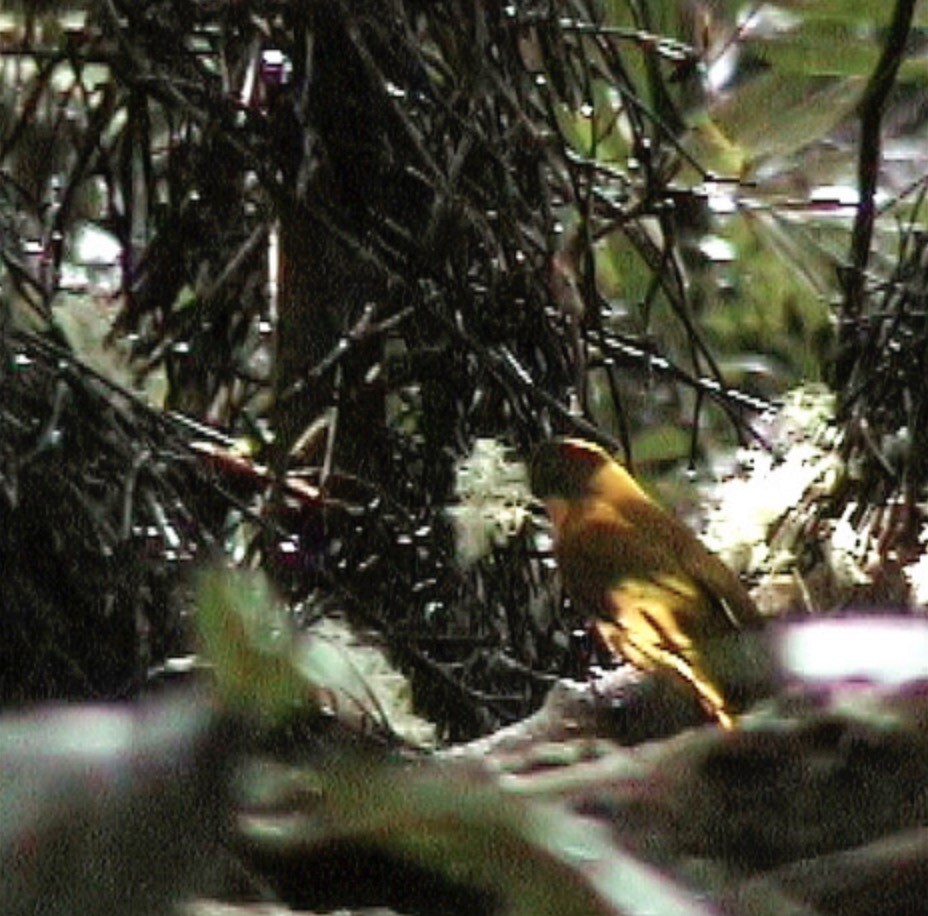 Golden Bowerbird - ML612118166