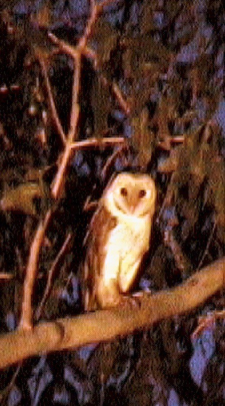 Barn Owl (Eastern) - ML612118183