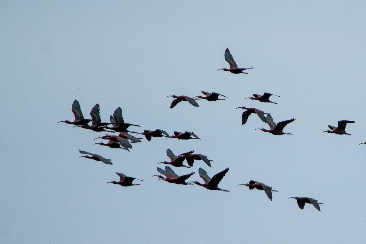 ibis americký - ML612118189