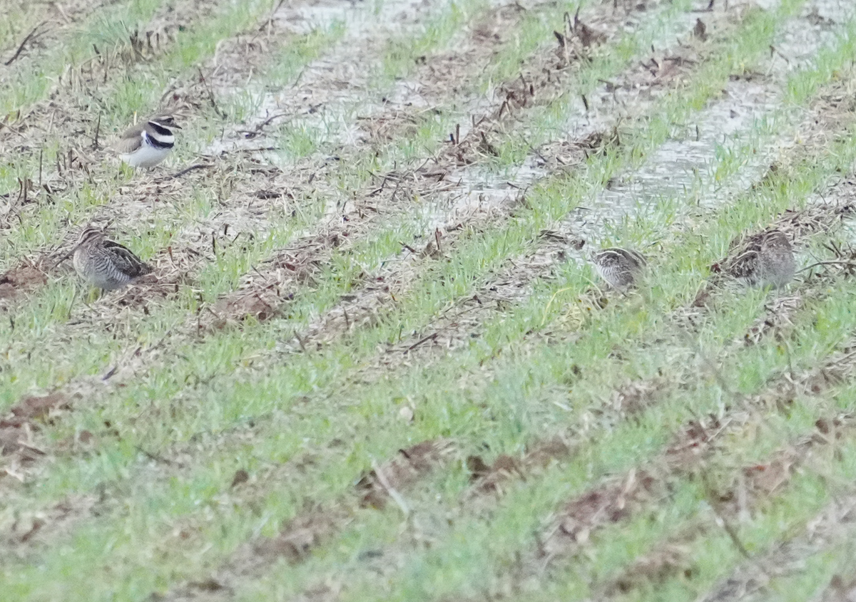 Wilson's Snipe - ML612118204