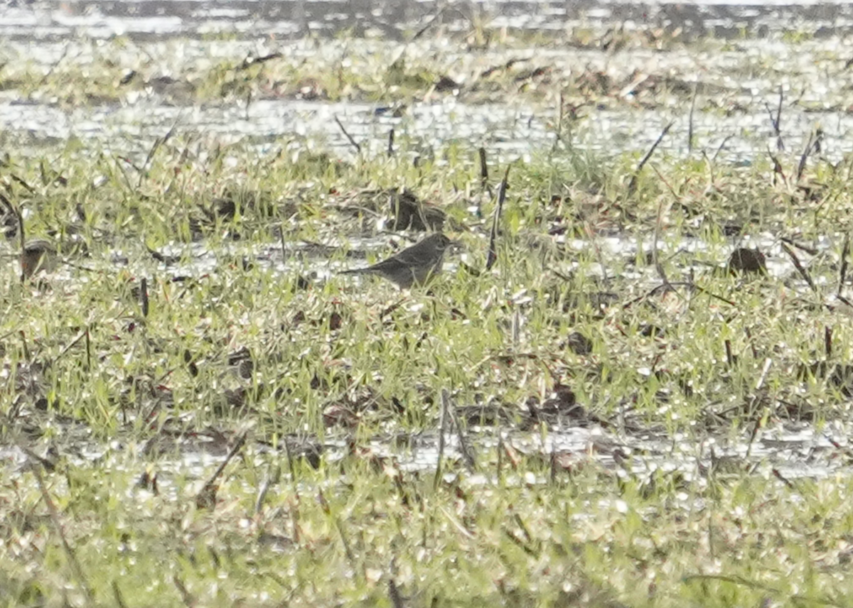 American Pipit - ML612118221