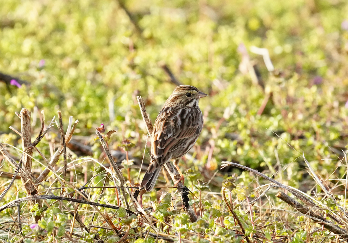 Savannah Sparrow - ML612118228