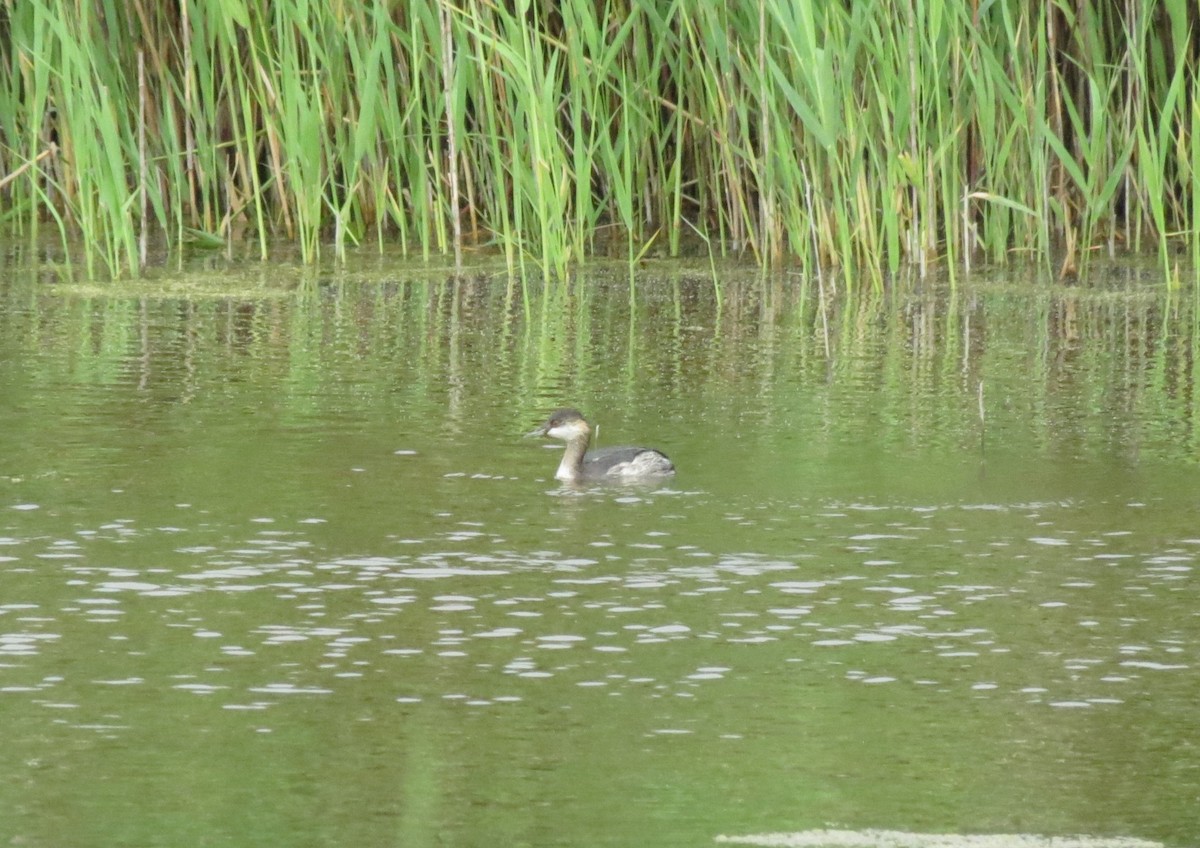 Eared Grebe - ML612118242