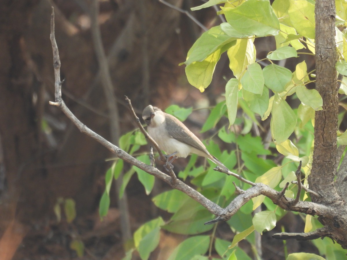 Common Woodshrike - Praveen Tangirala